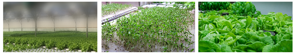 full spectrum led grow light