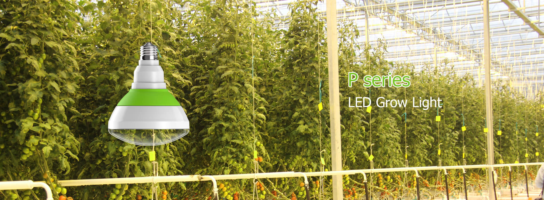 P series LED Grow Light